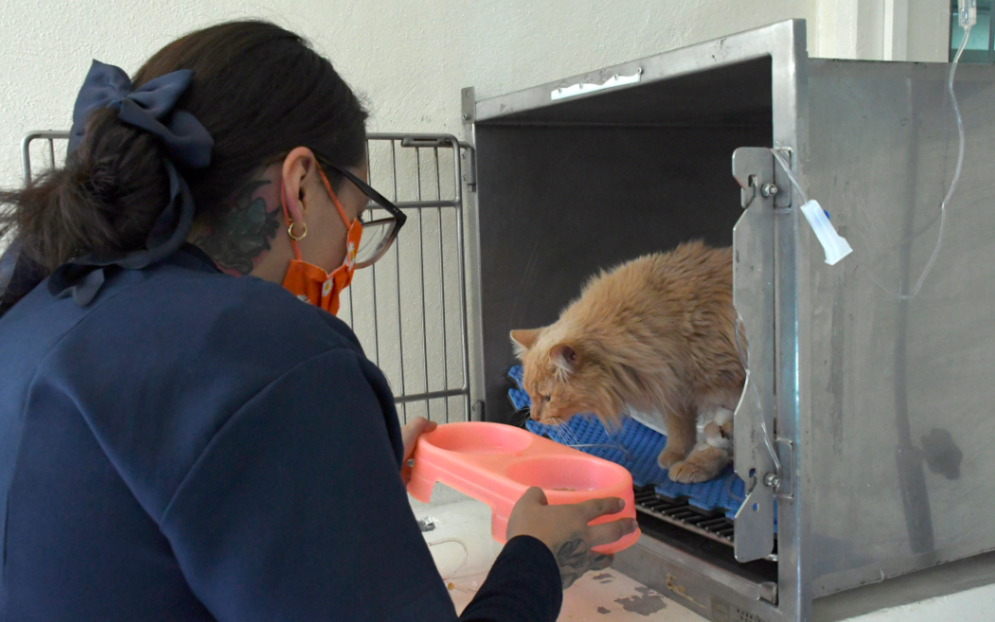 El 70% del personal del Hospital Veterinario para Pequeñas Especies de la BUAP son estudiantes