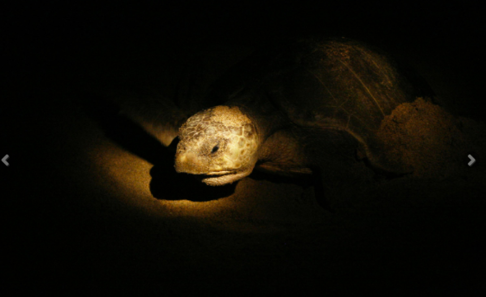 CUCSur logra cifra record al rescar más de un millón de huevos y casi 900 mil crías de tortuga en 2022