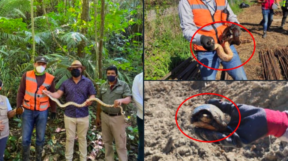 Perfil de Twitter del Tren Maya presume rescatar especies en obras; les tunden en redes por destruir su hábitat