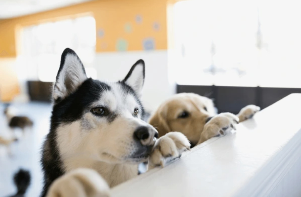 Partido Verde busca prohibir exhibición de perros y gatos en puntos de venta