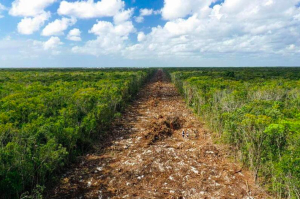 Juez ordena suspender construcción del tramo 5 del Tren Maya; AMLO dice que no le han notificado