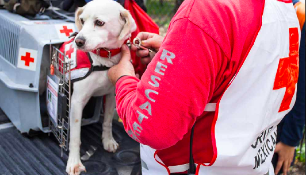 Perros rescatistas, también se forman en la UNAM