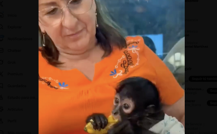 PROFEPA denuncia a regidora de MC por posesión de mono araña en peligro de extinción