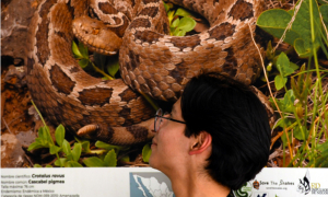 Inauguran la exposición fotográfica “Serpientes mexicanas: las víboras”
