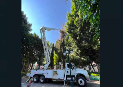 Comuna retirará palmera en el zócalo por infección de hongo