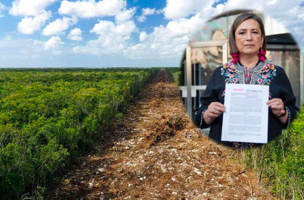 Xóchitl Gálvez denuncia penalmente a FONATUR por destrucción de la selva con el Tren Maya