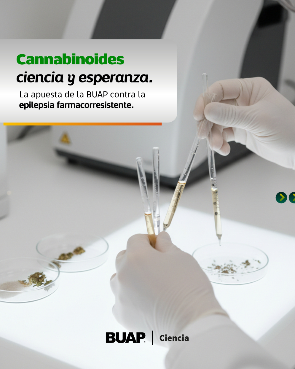 BUAP apuesta a cannabinoides para tratamiento de epilepsia