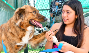 CAETO, un espacio que preserva el bienestar de sus coterapeutas caninos