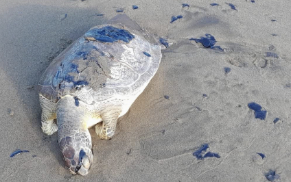 Morena en el Senado reconoce desastre ambiental por contaminación de petróleo en costas de Veracruz