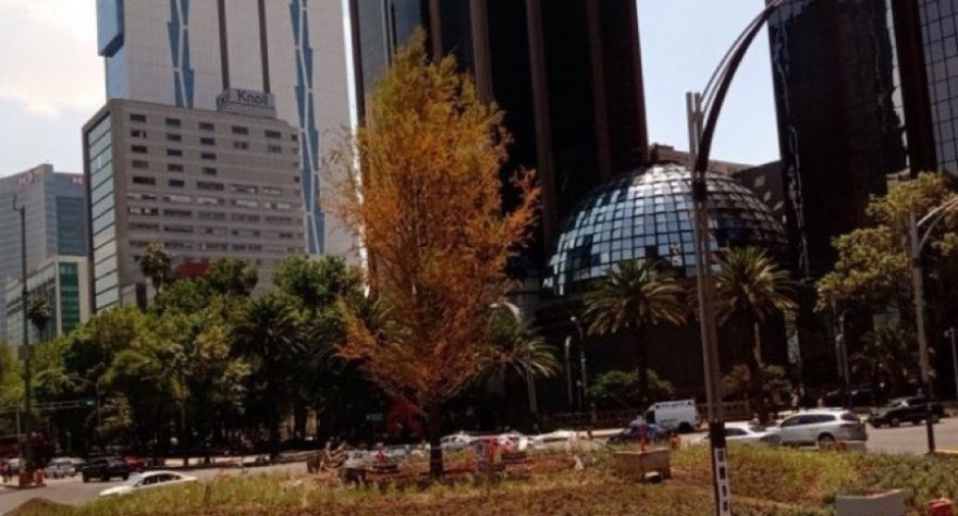 "Ahuehuete está en proceso de adaptación", dice el gobierno de la CDMX