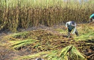 Morena admite crisis del sector azucarero del país