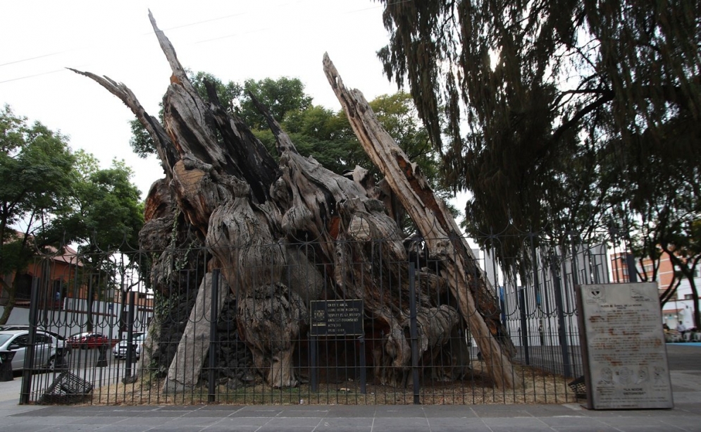 Sheinbaum pide cambio de nombre al ‘Árbol de la Noche Triste’; sugiere que sea de la ‘Noche Victoriosa’