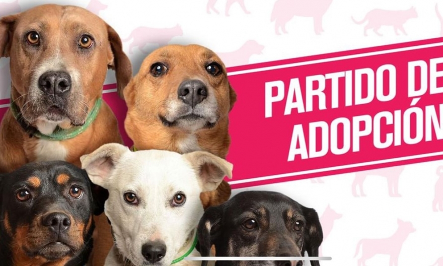 Campaña de adopción lanza candidatos perrones a gobernar tu corazón