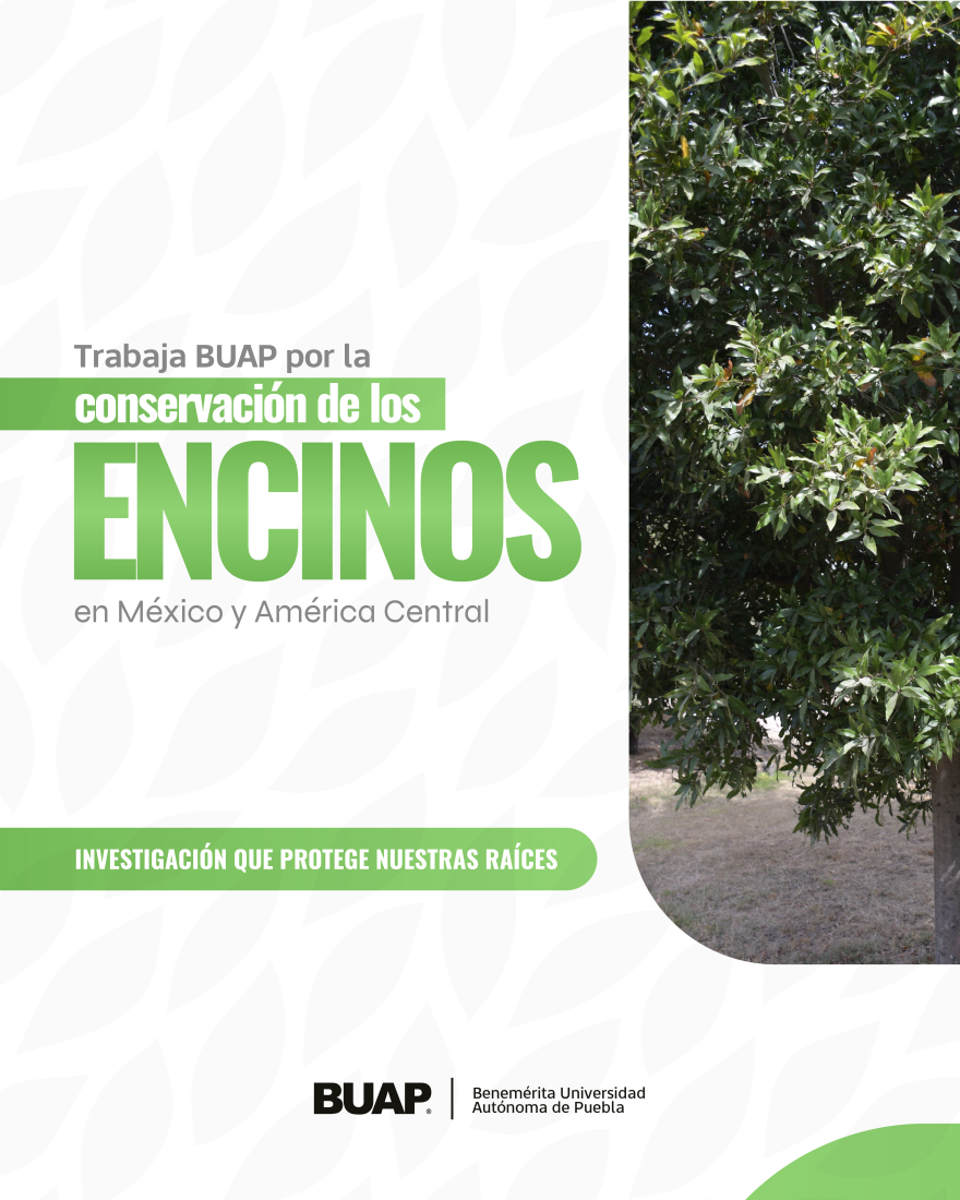 Trabaja BUAP para la conservación de encinos en México y América Central