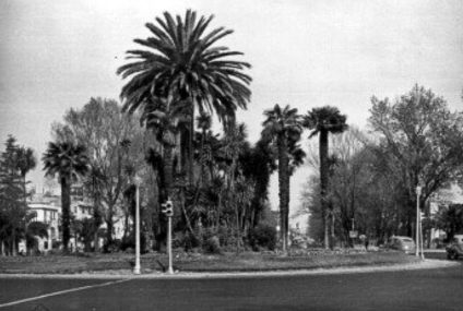 Palma sobre Paseo de la Reforma