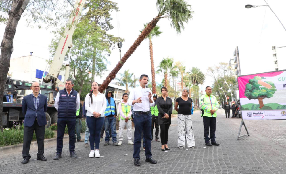 Con la segunda etapa de &quot;Aire joven&quot; plantarán 10 mil árboles más y 62 palmeras