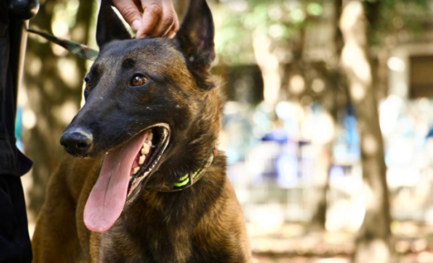 Rocky un lomito rescatado se convierte en guardián del Parque Juárez